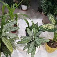 حراج گل طبیعی