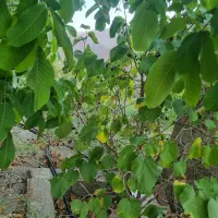 زمین ، باغ|فروش زمین و ملک کلنگی|کهن آباد, |دیوار