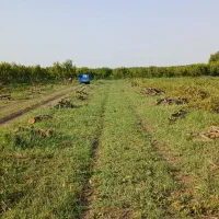 خرید چوب باغی وحیاتی|خدمات باغبانی و درختکاری|پارس‌آباد, |دیوار