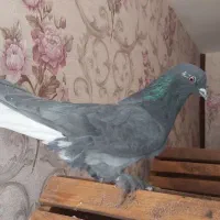 کبوتر پر (۵عدد)|پرنده|شهرکرد, |دیوار