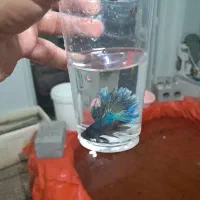 ماهی  زبرا و فایتر