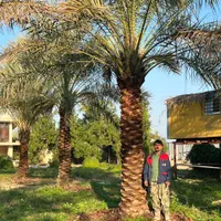 شهر سیرجان لایق زیباترین نخل ها|خدمات باغبانی و درختکاری|سیرجان, |دیوار