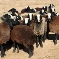 خریدار پوست بز و گوسفندی تعداد بالا