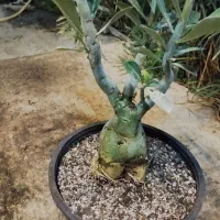 گل آدنیوم بزرگ|گل و گیاه طبیعی|کرمانشاه, |دیوار