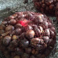 پیاز گل نرگس با ارسال به سراسر کشور