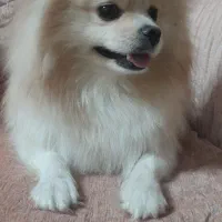 پامرین خرسی عروسکی ماده با شناسنامه بسیار زیبا|سگ|تهران, دهقان|دیوار