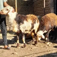 گوسفند بره نر بروجردی
