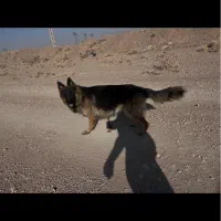 ژرمن شولاین کینگ