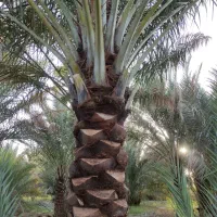 مشاوره رایگان جهت اصلاح درختان نخل