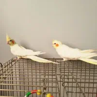 عروس هلندی لوتینو مولد