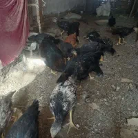 جوجه بوقلمون همراه با جوجه لاری|حیوانات مزرعه|مهریز, |دیوار