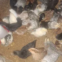 جوجه گلین ازدوهفته دارم سه ماه نیم