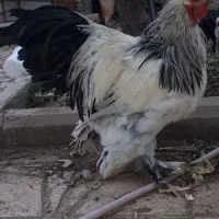 تخم مرغ نطفه دار از نژاد برهما خالص  ودورگه|حیوانات مزرعه|تاکستان, |دیوار