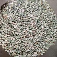 بذر نخود فرنگی