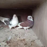کبوتر