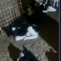 فروش حیوان نر