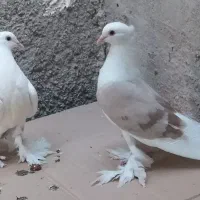 کبوتر قشنگ|پرنده|خورموج, |دیوار