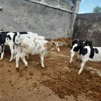 گوساله نر هلشتاین قطع شیر غرفه سبزیوند