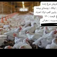 فروش مرغ زنده گوشتی لیکک بهمئی