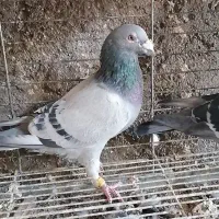 کفتر فروشی|پرنده|یزد, |دیوار