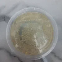 تخم حلزون و حلزون آچاتینا و آلبینو