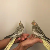 پرنده زینتی|پرنده|الیگودرز, |دیوار