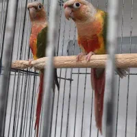 گرینچیک های مولد در پرنده سرای ابوالفضل