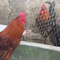 فروش خروس جون دار