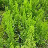 فروش پالم|گل و گیاه طبیعی|واجارگاه, |دیوار