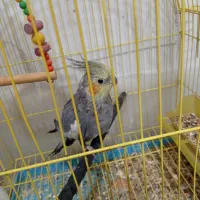 فروش عروس هلندی نر سخنگو