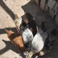 فروش خروس