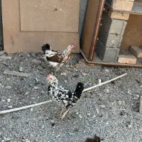 مرغ و خروس گلین