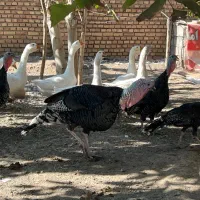 بوقلمون ماده تخم گذار