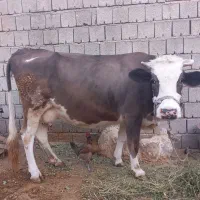 گاو آبستن سیمینتال و گوساله ماده هشت ماهه