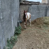 فروش کره اسب نر /5ماه (آشخانه