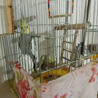 عروس هلند مولدبا قفس|پرنده|قرچک, داوود آباد|دیوار