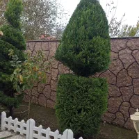 باغبانی و فضای سبز|خدمات باغبانی و درختکاری|صومعه‌سرا, |دیوار