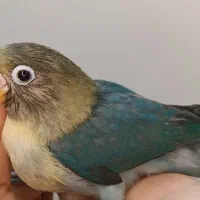 جوجه برزیلی|پرنده|ری, ملکآباد|دیوار