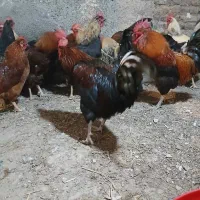 خروس محلی|حیوانات مزرعه|هشتگرد, شهرک وحدت|دیوار