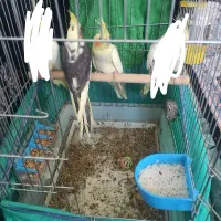 عروس هلندی جفت