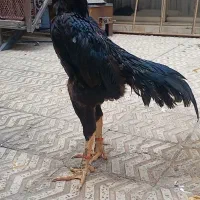 خروس لاری اوشامو لرزون