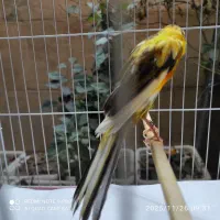 قناری|پرنده|اصفهان, جلفا|دیوار