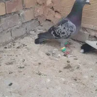 سبز آلمانی