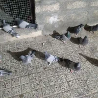 کبوتر پر
