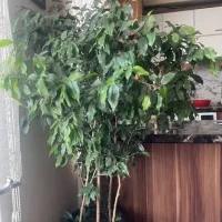 بنجامین گل|گل و گیاه طبیعی|تهران, خواجه نظام الملک|دیوار