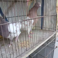 کفتر خاص برای کفتربازان خوش سلیقه|پرنده|یزد, |دیوار