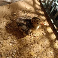 جوجه بوقلمون برنز انگلیس