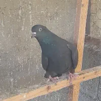 کبوتر گرفته