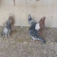 کبوتر|پرنده|شیراز, صنایع الکترونیک|دیوار