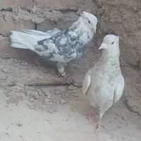کبوتر